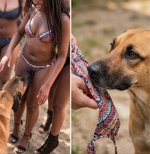 What It Really Means When Your Dog Sniffs Your Genital Area